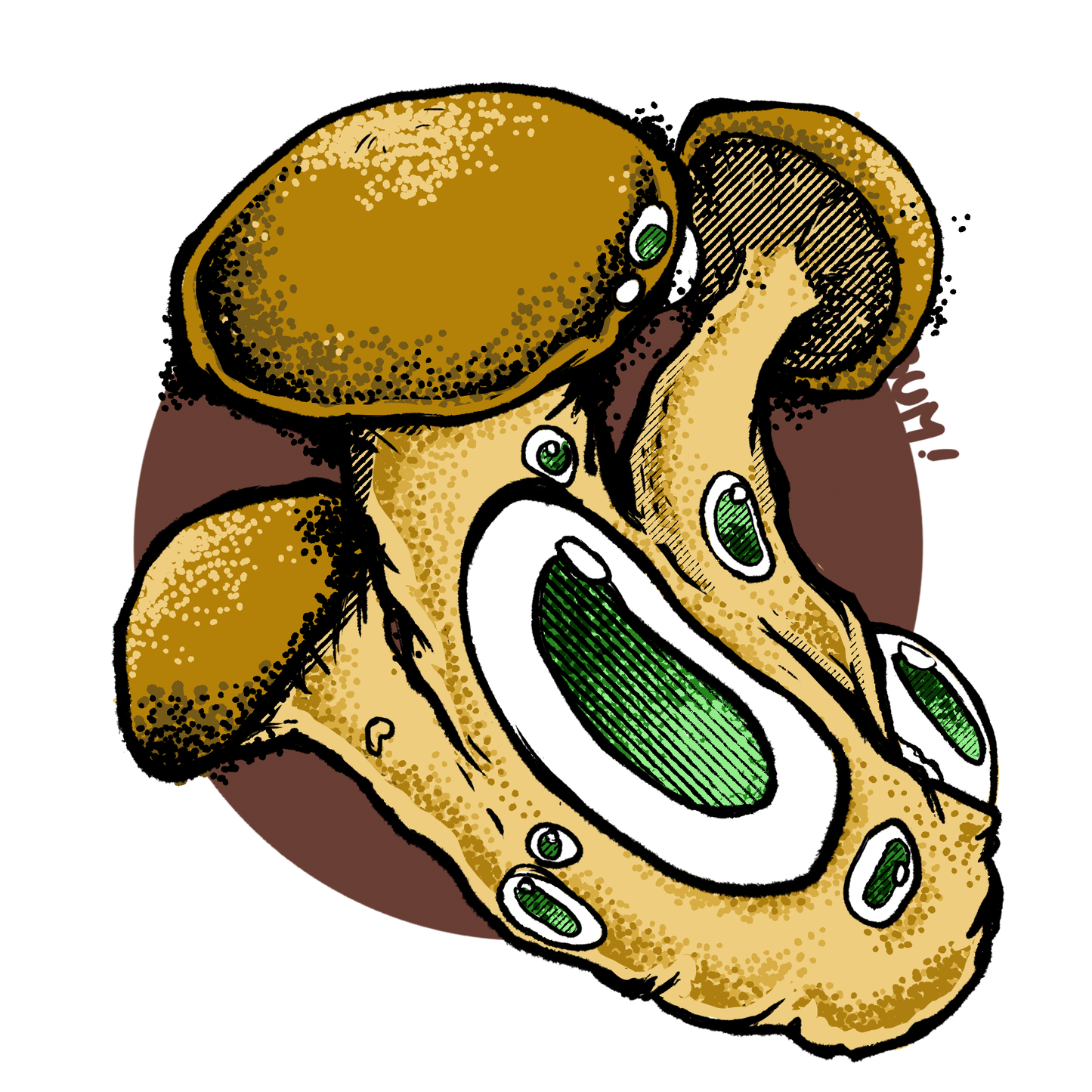 Ilustración cepa Psilocybe cubensis South Africa Transkei - Esporas para microscopía Mantún