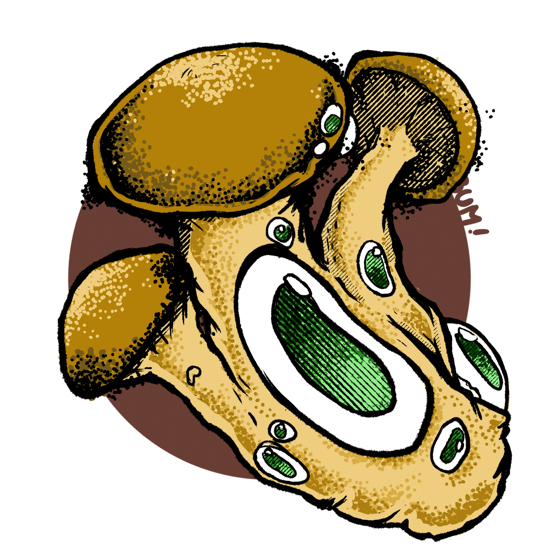 Ilustración cepa Psilocybe cubensis South Africa Transkei - Esporas para microscopía Mantún
