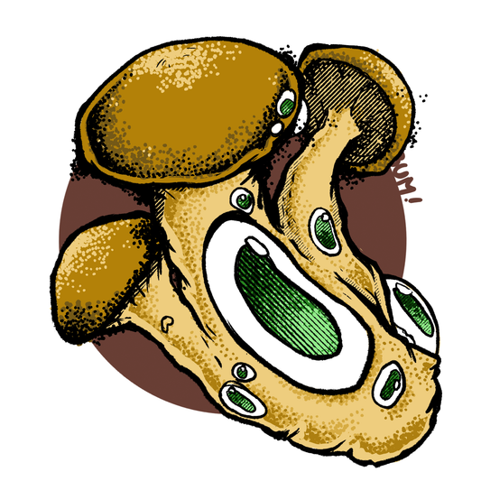 Ilustración cepa Psilocybe cubensis South Africa Transkei - Esporas para microscopía Mantún