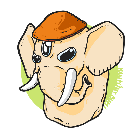 Ilustración cepa Psilocybe cubensis Thai Elephant Dung - cepa tailandesa - Esporas para microscopía Mantún