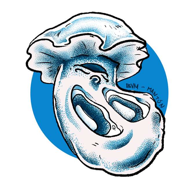 Ilustración cepa Psilocybe cubensis Tidal Wave - sombrero azul blanquecino ondulado - Esporas para microscopía Mantún