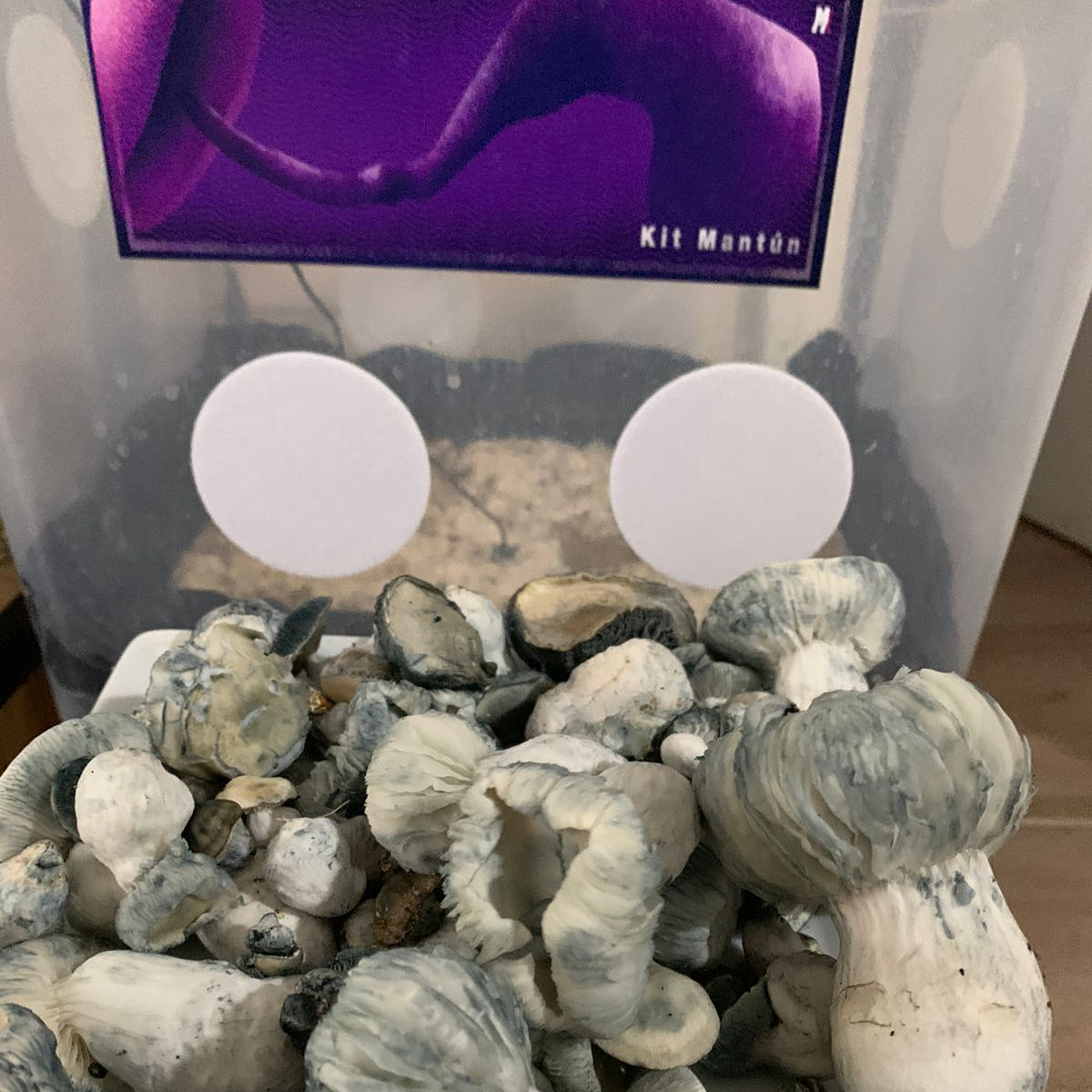 Cosecha de hongos obtenida con el Kit Mantún - resultado real de cultivo en caja fructificadora
